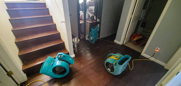 Best Mold removal after water damage  in George Mason, VA